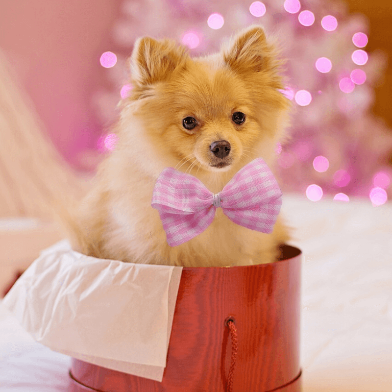 Christmas Dog for best Christmas gift ideas for kids