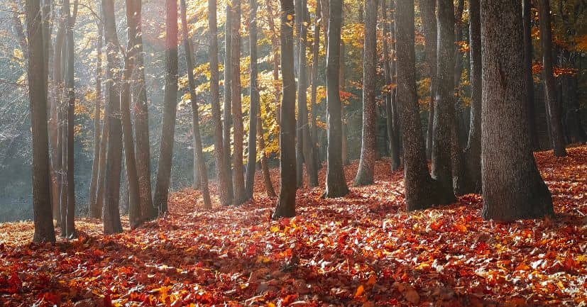 The Best Fall Trivia Questions